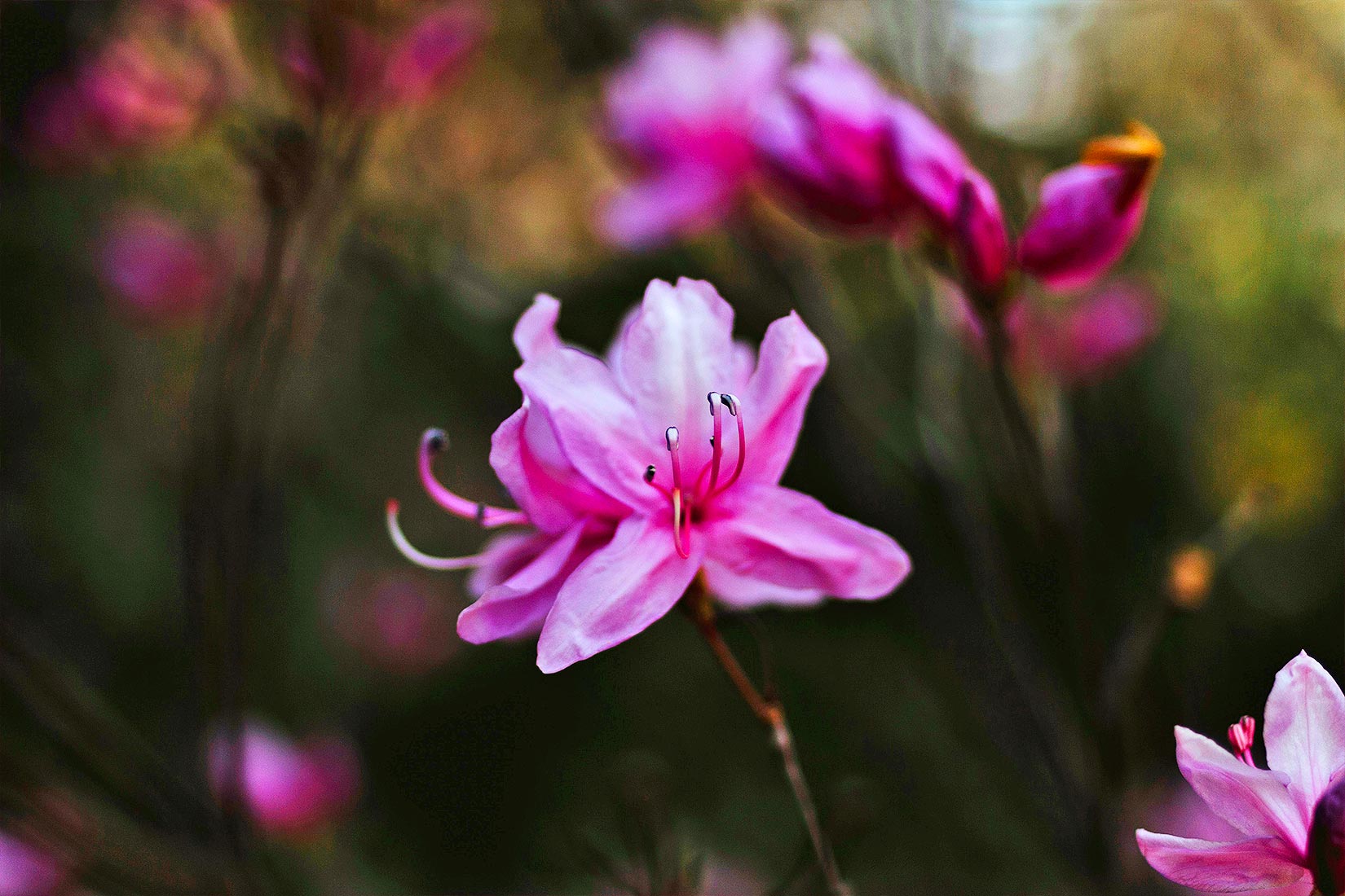Il fascino orientale dell’azalea