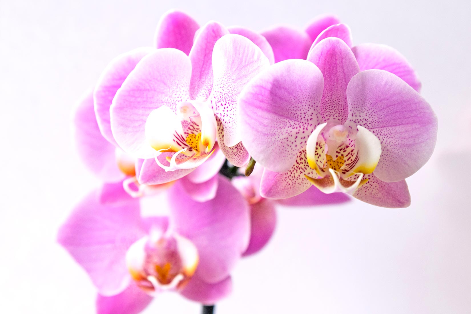 I segreti dell’Orchidea