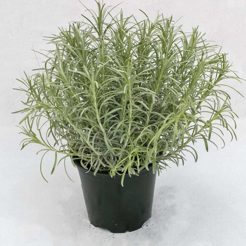 Liquirizia Pianta in vaso Fioreria Oriale