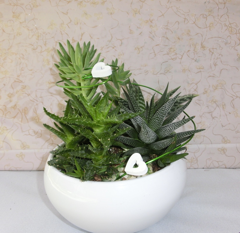 Composizione di piante grasse su vaso in ceramica