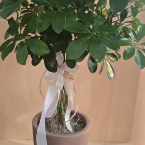 Schefflera intrecciata con vaso
